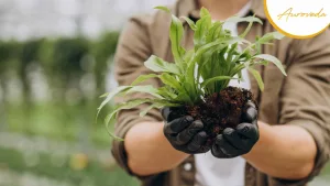 Support Sustainable Gardening With Auroveda